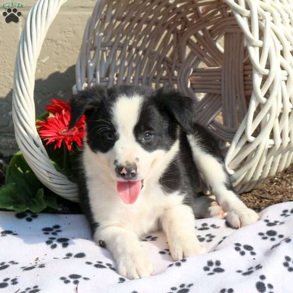 Jackson, Border Collie Puppy