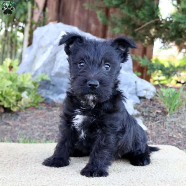 Jackson, Scottish Terrier Mix Puppy