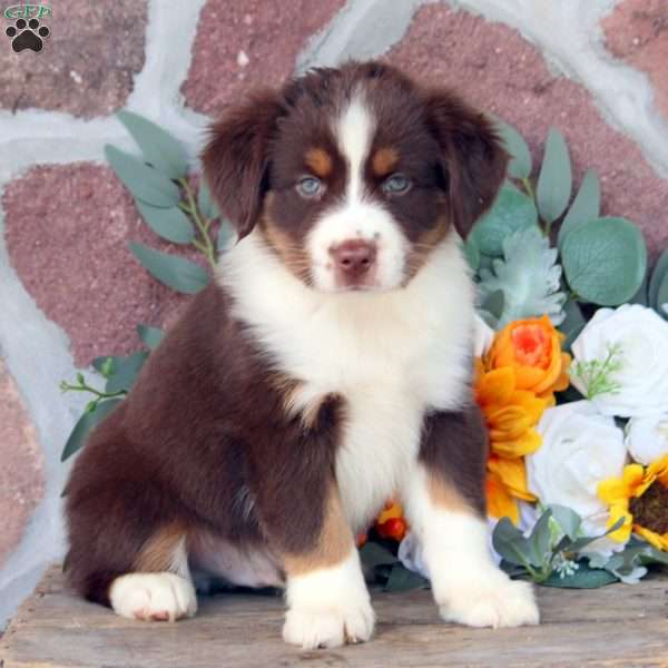 Jacob, Miniature Australian Shepherd Puppy