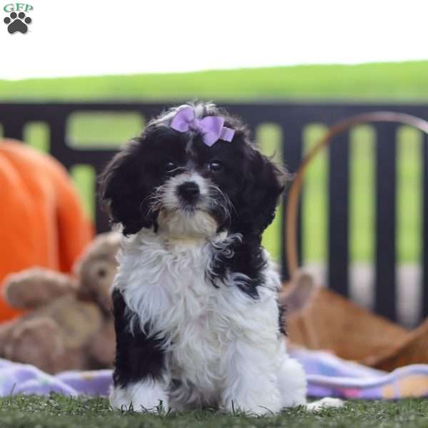 Jada, Cavapoo Puppy