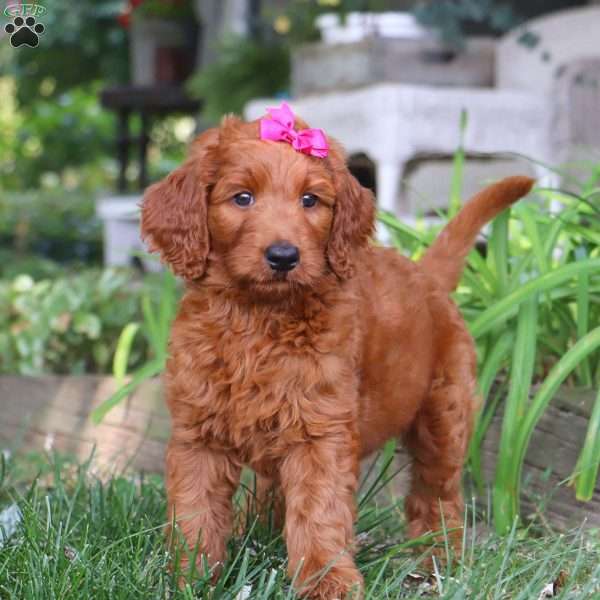 Jade, Goldendoodle Puppy