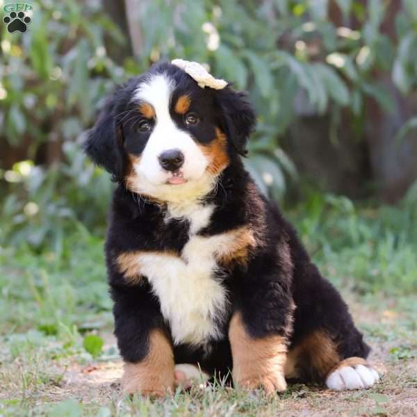 Jade, Bernese Mountain Dog Puppy