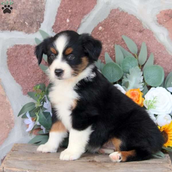 Jade, Miniature Australian Shepherd Puppy