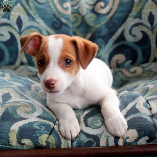 Jaden, Jack Russell Terrier Puppy