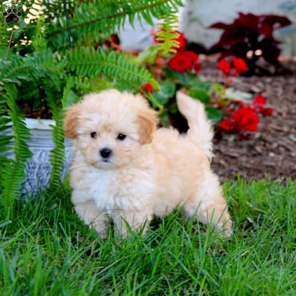 Jaden, Maltipoo Puppy