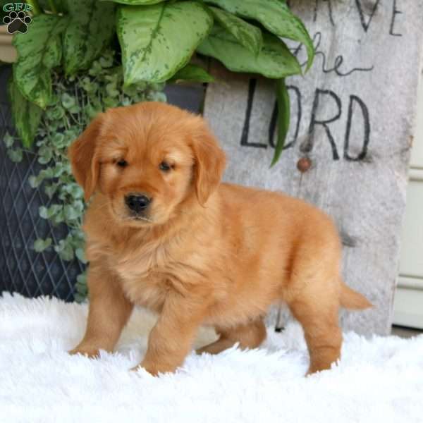 Jaden, Golden Retriever Puppy