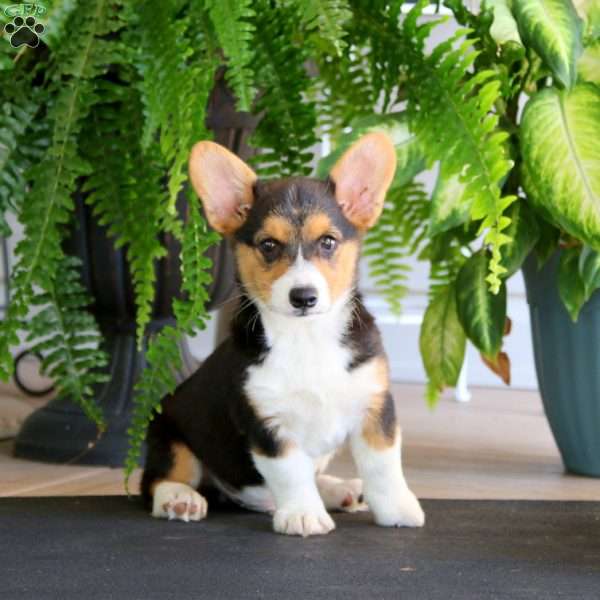 Jaden, Pembroke Welsh Corgi Puppy