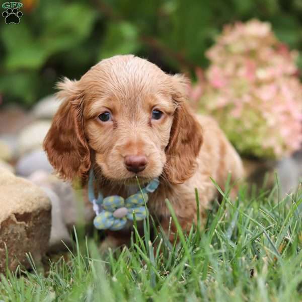 Jake, Dachshund Puppy