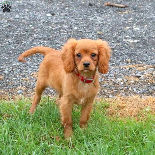 Jake, Cavalier King Charles Spaniel Puppy