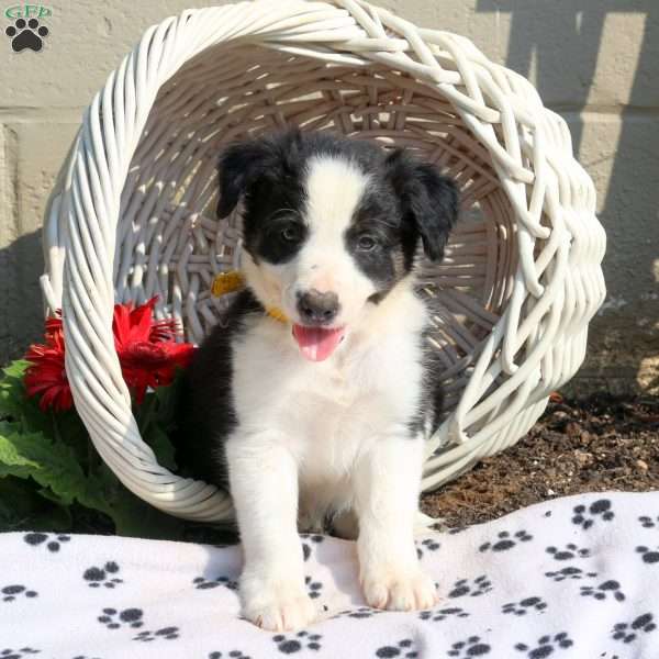 Jake, Border Collie Puppy