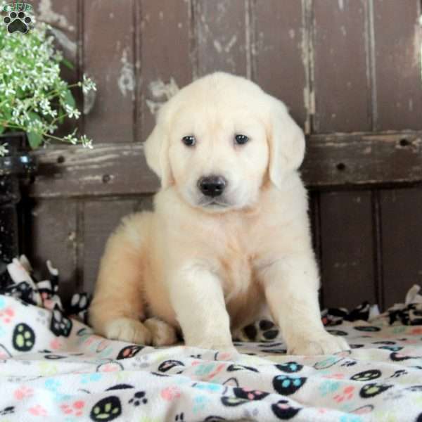 Jake, English Cream Golden Retriever Puppy