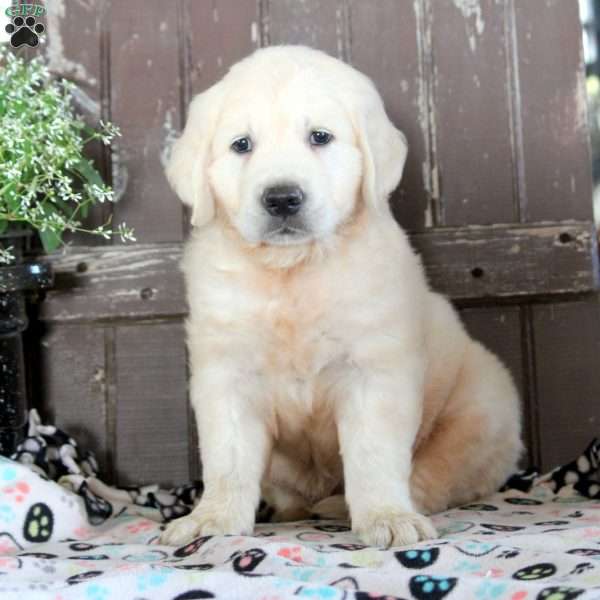 James, English Cream Golden Retriever Puppy