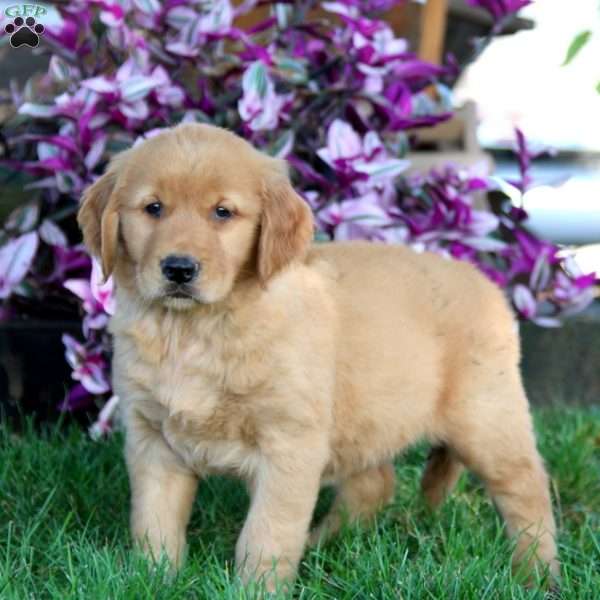 Jamie, Golden Retriever Puppy