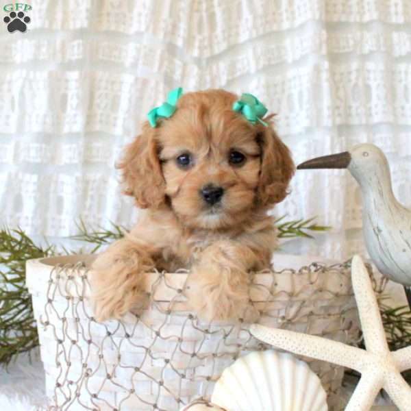 Jamila, Cavapoo Puppy