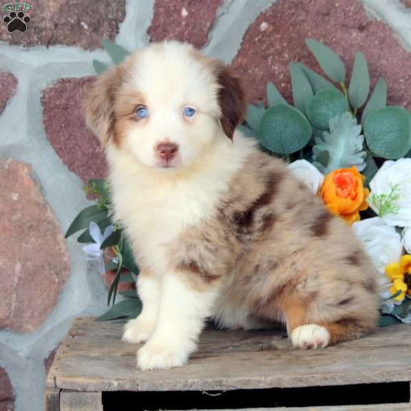 Jane, Miniature Australian Shepherd Puppy