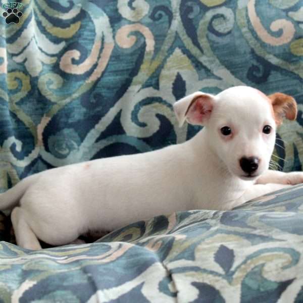 Janelle, Jack Russell Terrier Puppy