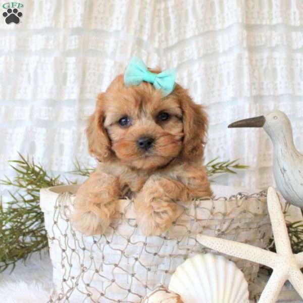 Jannalyn, Cavapoo Puppy