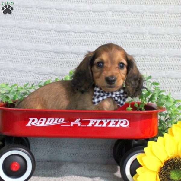 Jarvis – Mini, Dachshund Puppy