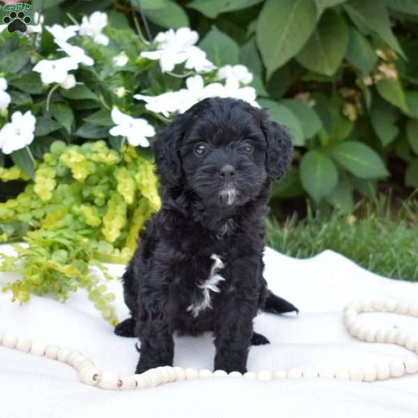 Jasmine, Cavapoo Puppy