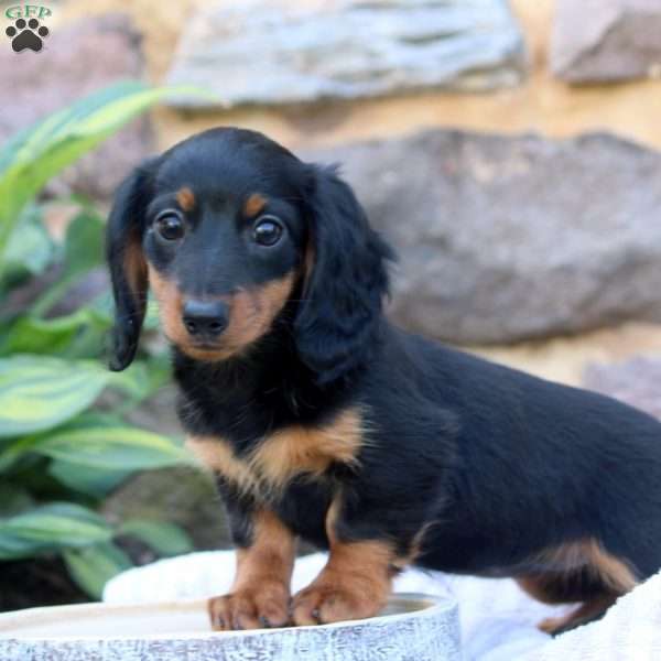 Jasmine-Mini, Dachshund Puppy