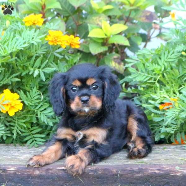 Jasper, Cavalier King Charles Spaniel Puppy