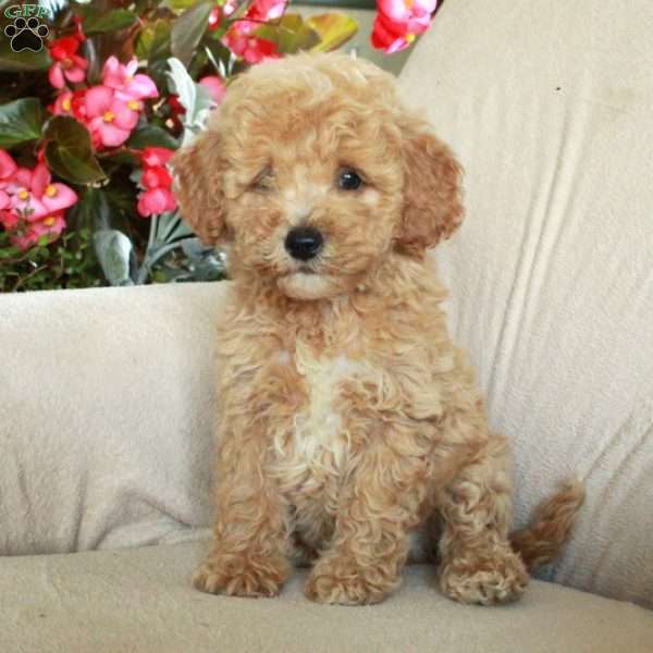 Jasper, Miniature Poodle Puppy