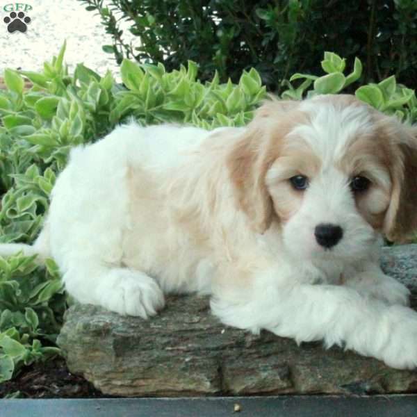 Jasper, Cavachon Puppy