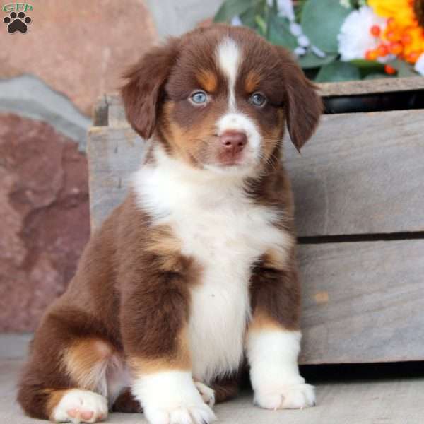 Jasper, Miniature Australian Shepherd Puppy