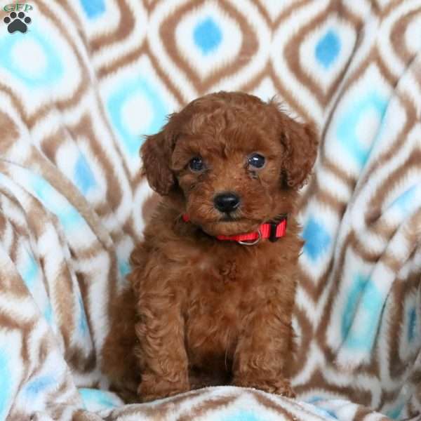 Jasper, Toy Poodle Puppy