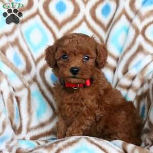 Jasper, Toy Poodle Puppy