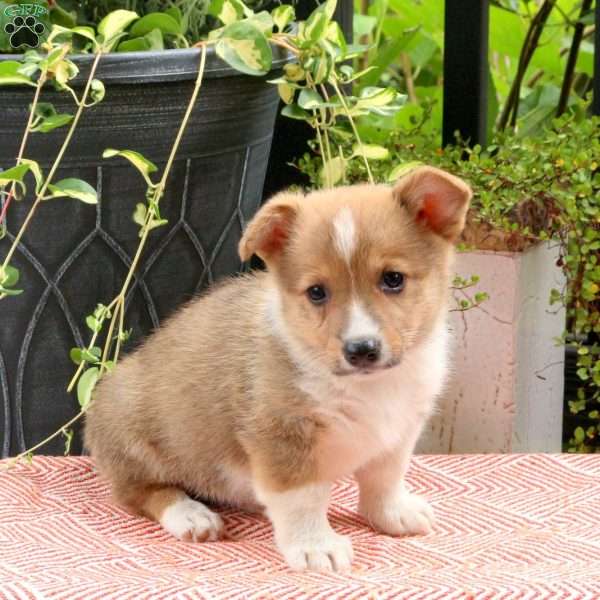 Javin, Pembroke Welsh Corgi Puppy