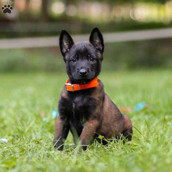 Jax, Belgian Malinois Puppy