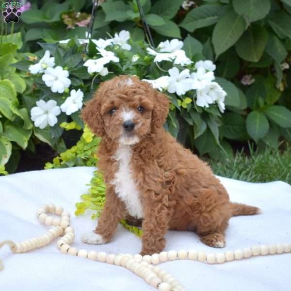 Jax, Cavapoo Puppy