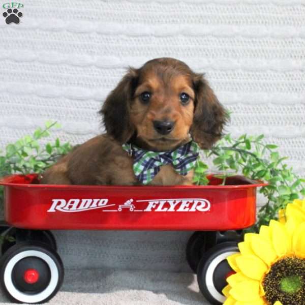 Jaxton – Mini, Dachshund Puppy