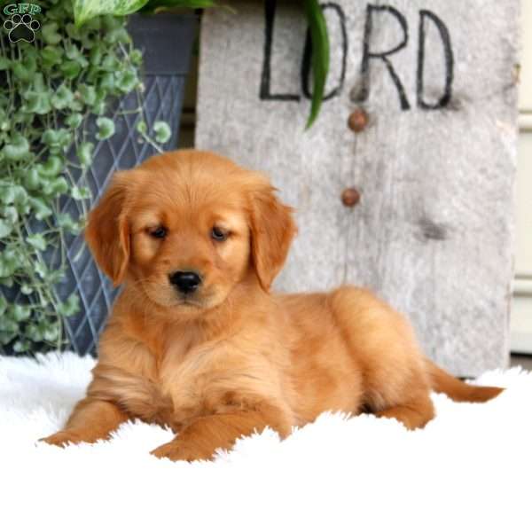 Jayda, Golden Retriever Puppy