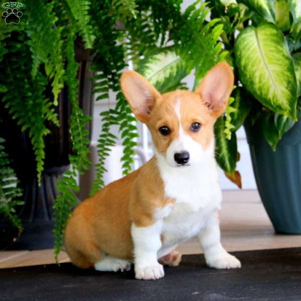 Jayda, Pembroke Welsh Corgi Puppy