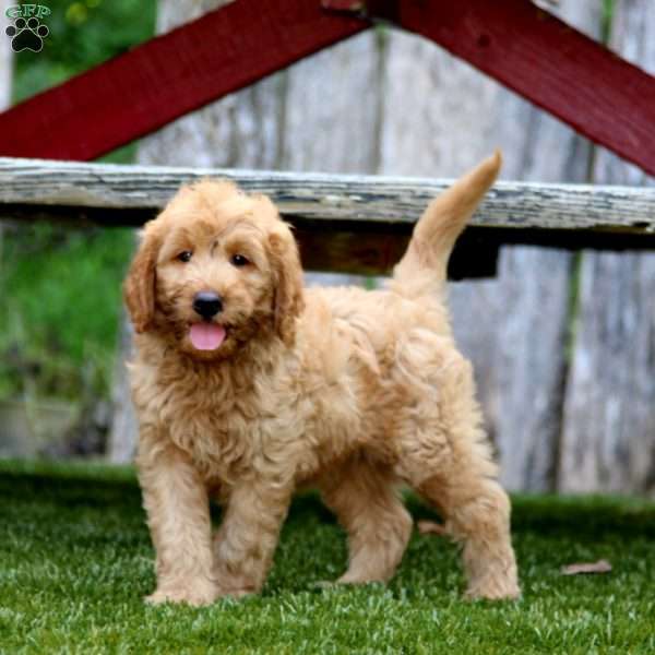 Jazzy, Mini Goldendoodle Puppy