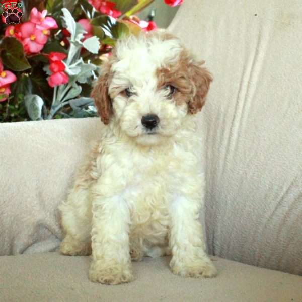 Jeb, Miniature Poodle Puppy