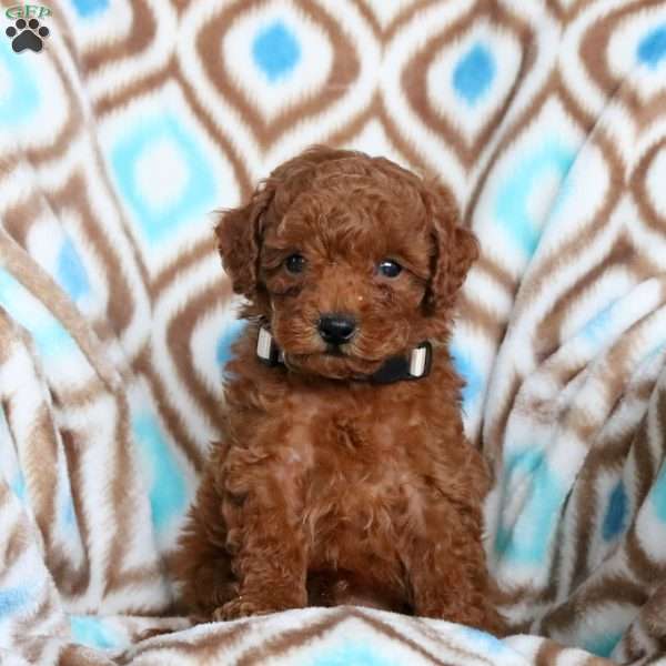 Jed, Toy Poodle Puppy