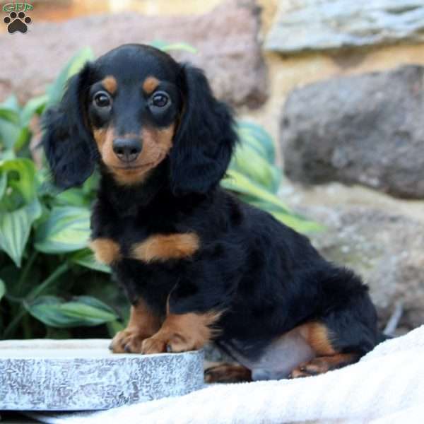 Jeddy-Mini, Dachshund Puppy