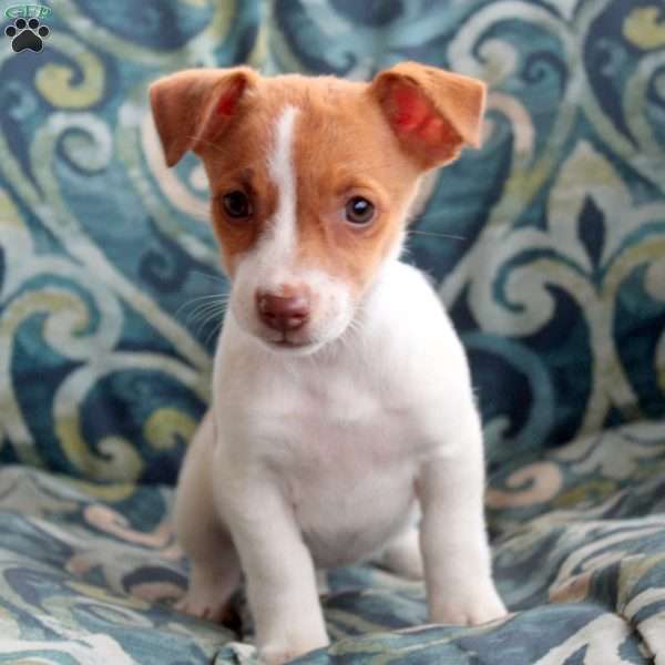 Jelena, Jack Russell Terrier Puppy