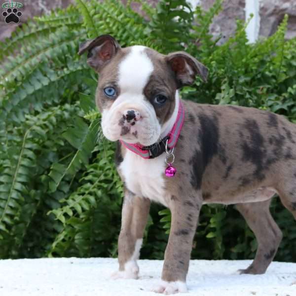 Jelly Bean, Boston Terrier Puppy