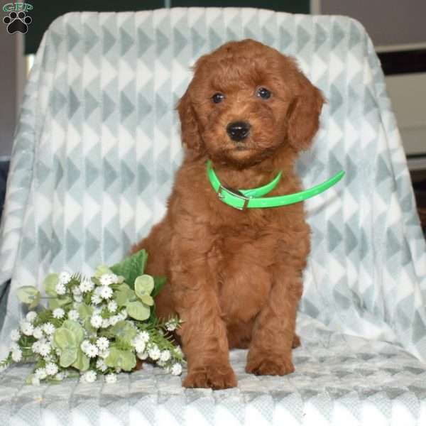 Jene, Mini Goldendoodle Puppy