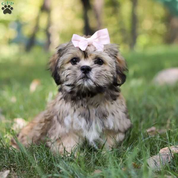 Jenna, Lhasa Apso Puppy