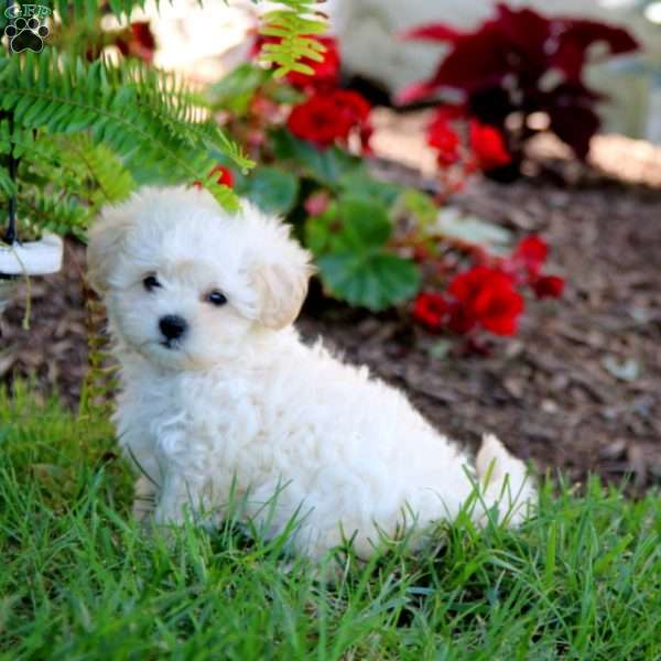 Jenna, Maltipoo Puppy