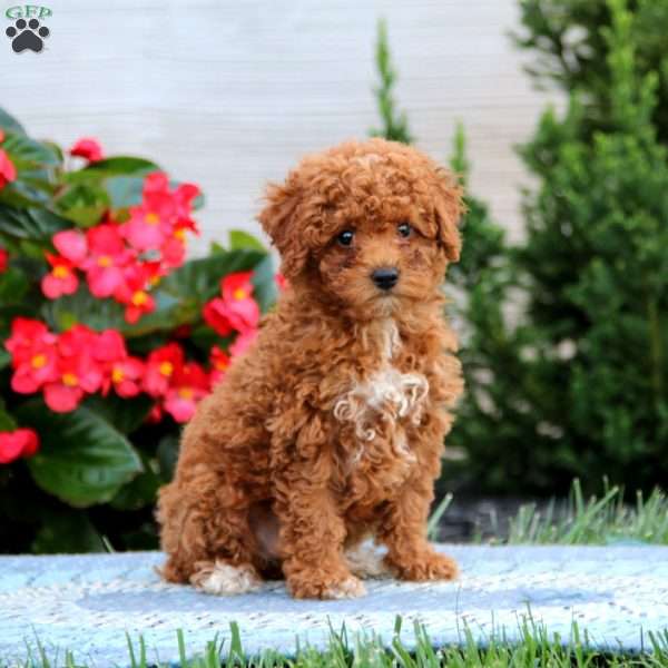 Jenna, Miniature Poodle Puppy