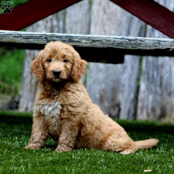 Jenna, Mini Goldendoodle Puppy