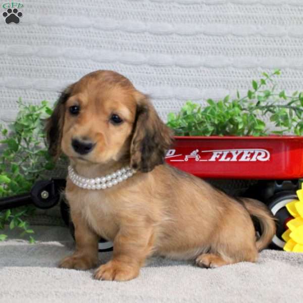 Jennasie – Mini, Dachshund Puppy