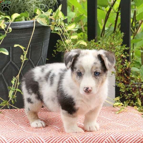 Jennifer, Pembroke Welsh Corgi Puppy