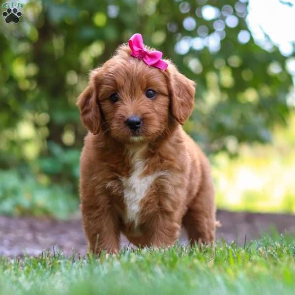 Jenny, Goldendoodle Puppy